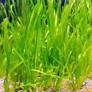 발리스네리아 15-25cm급 4촉 수초 어항 수족관