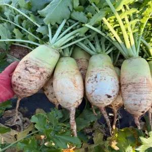 천수무 황토밭 다발무 5kg 석박지 깍두기 김장무 무우 [원산지:국산] 전라남도 무안