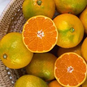 (TC)제주 햇살담은 조생 감귤 대과 10kg