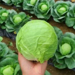 싱싱한 제주산 양배추 3kg (3~7통)