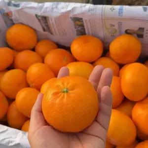 제주 고당도 제철 레드향 선물용 가정용 대과 중소과 3kg 5kg