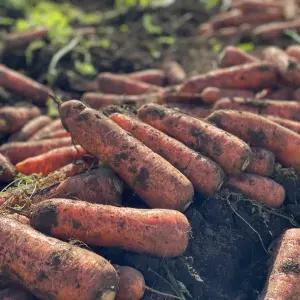 제주 구좌당근 왕 10kg 흙당근 최상품 쥬스용