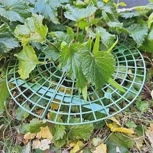 딸기 재배 모종 받침대 원예용 식물 재배용 스마트 (WFJ5TMI)