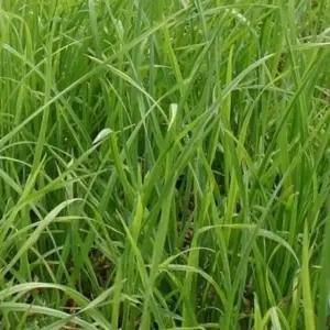 오챠드그라스씨앗 목초종자 식물풀씨 오챠드그라스목초 (WFJ7CQL)