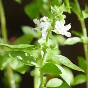 허브종자 씨앗 바실 허브바실씨앗 식이섬유허브종자 (WFJ784B)