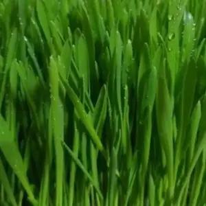 새싹채소씨앗 새싹전용 야채종자 새싹키우기세트 채소야채씨앗 (WFJ7CVT)