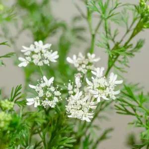 식용허브씨앗 코리안더 채소종자 식용코리안더씨 채소허브씨앗 (WFJ784U)