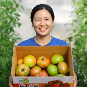 토마토 찰토마토 못난이 사이즈 혼합 3kg 5kg 막 퍼드립니다.