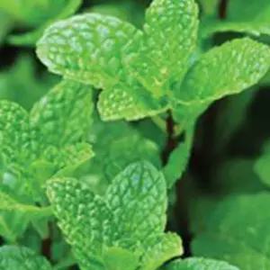 야생화씨 페퍼민트씨앗 허브종자 꽃씨200립 페퍼민트허브종자 (WFKBY4Z)