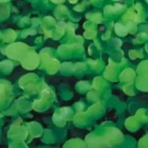 새싹전용 유채채소씨앗 300g 새싹채소씨앗 새싹채소종자 (WFKBYV1)