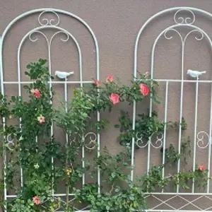 장미 아치 넝쿨지지대 식물 지지대 정원 울타리