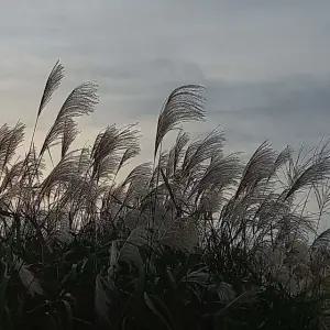 장식풀씨앗 관상용억새종자 1리터 정원풀 억새씨앗정원용 장식 (WFKBY4P)