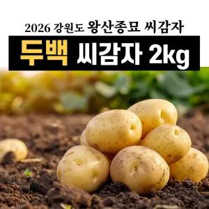 왕산종묘 강원도 두백 씨감자 종자 2kg