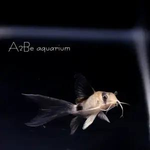 [에이투비] 팬더 롱핀 코리도라스 / 2~3cm전후 / 3마리 1세트