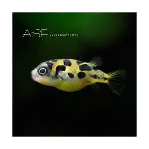 [에이투비]인디언 복어 / 2cm전후 / 1마리