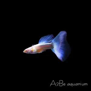 [에이투비]알비노 네온 블루 구피 / 준성어 / 한쌍