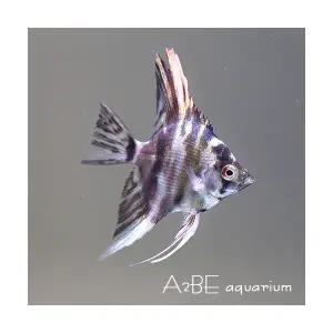 [에이투비]마블 엔젤 / 몸통 3cm 전후 / 1마리