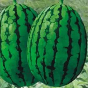 미니수박씨앗 복종자 5립과일 과일 복원예작물 5립 품종 복씨 정원꾸미기 키우기