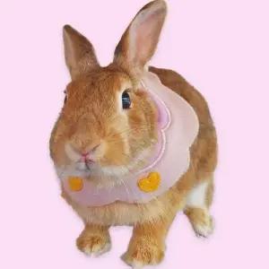 애견스카프 강아지 턱받이 소 B 강아지케이프 WECAA29