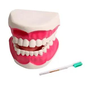 학교 소형 치아 모형 양치 교육 교구+칫솔 초등학생 학습교구 중학생