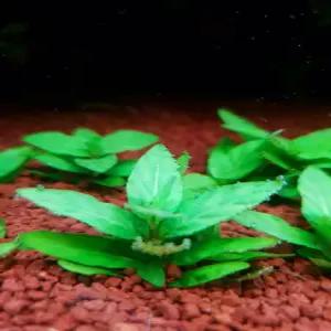스트로징 레펜스(1촉) 전경수초중경수초 후경수초 어항수초 유경수초 구피 새우 은신처