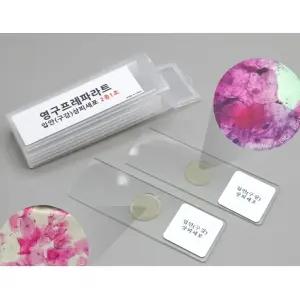 사람 구강 세포 관찰실험 현미경 슬라이드표본 2매 과학이슈 동아리 실습키트 학생용