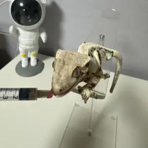 도마뱀 피딩대 크레스티드 게코 크레용품 파충류 핸드피딩