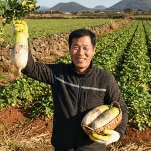 제주무 월동무 세척무 무우 김장무 제주 실중량 5kg 10kg