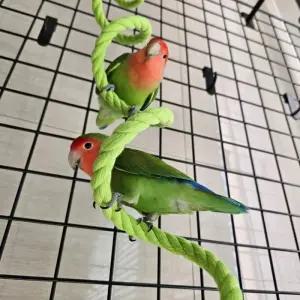 용품 앵무새 횟대 놀이터 사육 와이어 앵무새 로프 횟대 1.5m