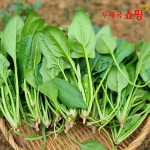 [우체국쇼핑] 진희네농장 시금치_1.5kg