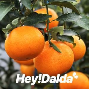 [제주 천혜향/한라봉] 제주도 한라봉 천혜향 2.5kg(혼합과) 벌크