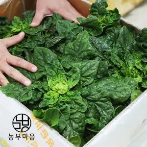 비금도 노지 시금치 섬초 1kg
