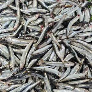 횟감용 생멸치 1kg(100미 내외)