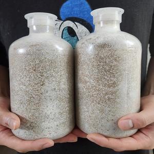 느타리버섯종균 버섯종균 병형