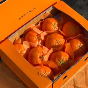 제주돌담  선물용 레드향 2.5kg내외 중과(11-14과 내외)