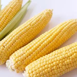 강원도 냉동 초당옥수수 진공포장 20개입