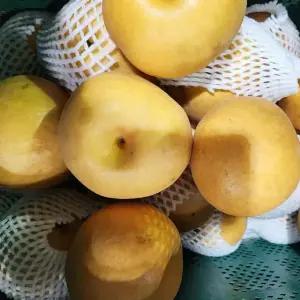 신고배 가정용 햇 배 3kg 5kg 소과 중소과 중대과 과즙용 주스용 배