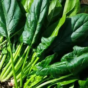 싱싱햇 국내산 시금치 섬초 남해초 포항초 2kg