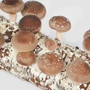 무럭무럭 표고버섯 따자고 집에서 표고버섯 배지 키우기