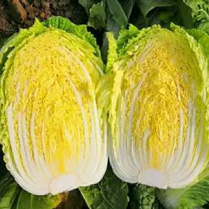 고인돌 김장용 해남 절임배추 10kg HACCP