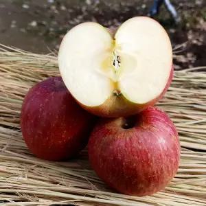 밀양 얼음골 사과 10kg 20과내외 특대과 밀양 꿀사과 밀양 부사 사과 고랭지사과 밀양사과 햇 부사 사과