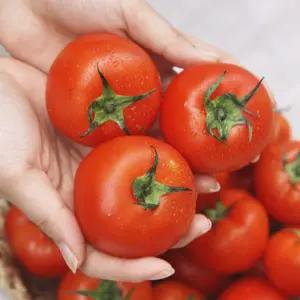 [국내산] 프리미엄 유럽종 완숙토마토 (중과) 5kg  높은당도