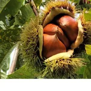 25년 공주 부여 햇알밤 일반밤(칼집X) 대 2/4kg