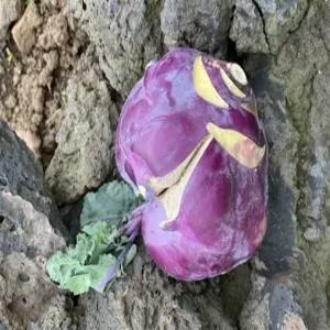 제주도 아삭한 햇 콜리브리 못난이 콜라비 3/5/10kg