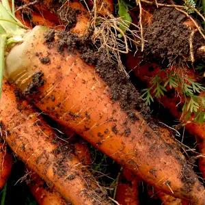 국내산 제주 구좌 햇당근 흙당근 업소용 가정용 주스용 반찬용 조림용