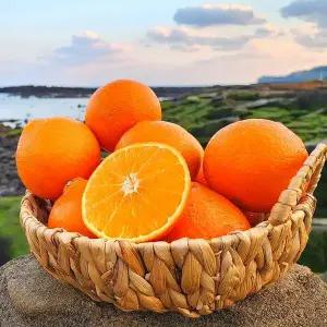 제주 고당도 하우스 레드향 3kg 중소과