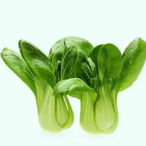 청경채씨앗 야채종자 식물씨 청경채야채씨 채소씨앗500g (WFJ7CQQ)