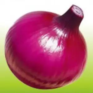 적양파종자 다수확 채소종자 적양파채소씨앗 다수확양파종자 (WFJ7CT4)