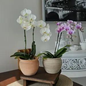 3개셋트 베트남 빈티지 토분 화분 가로줄항아리 (WFKAD8M)