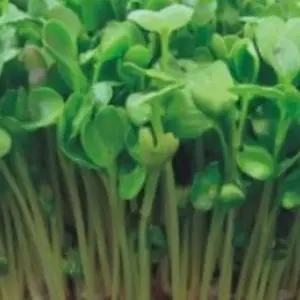 새싹무순종자 새싹채소키우기 야채씨앗 야채새싹종자 600g (WFKBYV0)